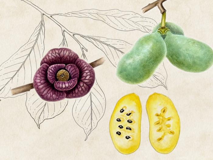 An illustration of pawpaw flowers, pawpaw fruits that are whole and green on a stem and a pawpaw cut in half to show its seeds overlaid over a line drawing of pawpaw leaves