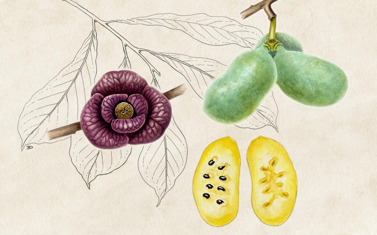 An illustration of pawpaw flowers, pawpaw fruits that are whole and green on a stem and a pawpaw cut in half to show its seeds overlaid over a line drawing of pawpaw leaves