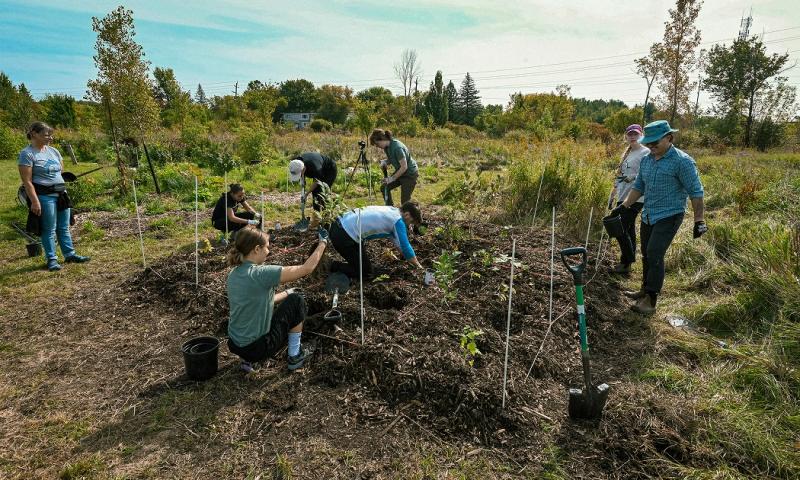 People plant a garden on a sunny day, surrounded by grass and small trees and shrubs