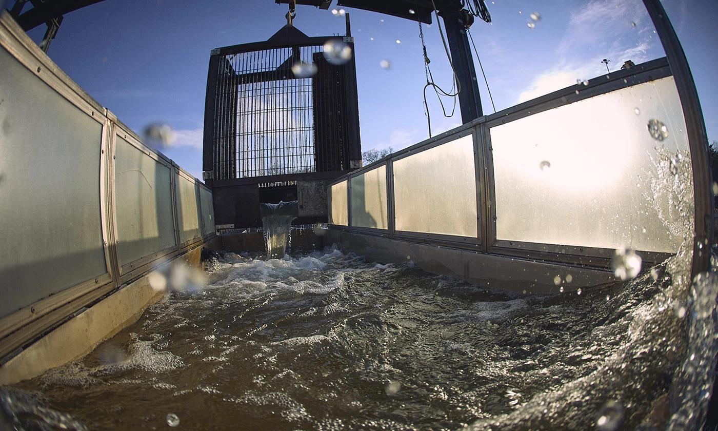 The Hamilton Fishway's grated baskets rising out of the water, with water streaming from them and invasive carp and other fish captured within