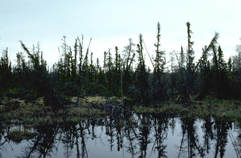 A drunken forest near Churchill, Manitoba, beside a thermokarst pond formed by thawing permafrost.
