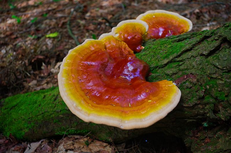 Hemlock varnish shelf mushrooms, which grow on eastern hemlock trees, are ideal for gauze because its mycelia could activate immune response to better skin growth.