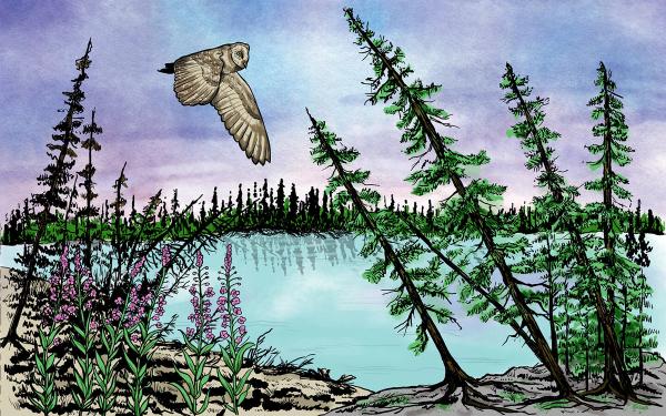 As permafrost thaws, the ground under trees in drunken forests becomes unstable, causing them to tilt.