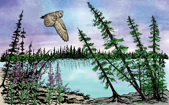 As permafrost thaws, the ground under trees in drunken forests becomes unstable, causing them to tilt.