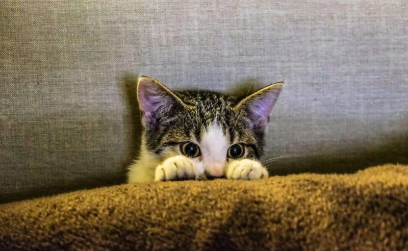 Wie funktioniert ein Katzenallergietest?
