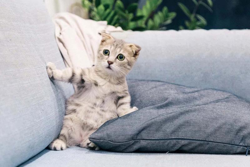 Alles wat u moet weten over een kattenallergie