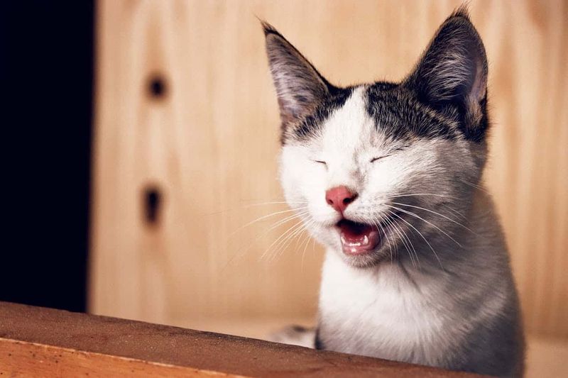 Was ist eine Katzenallergie?