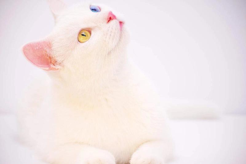Quali sono i sintomi di un’allergia ai gatti?