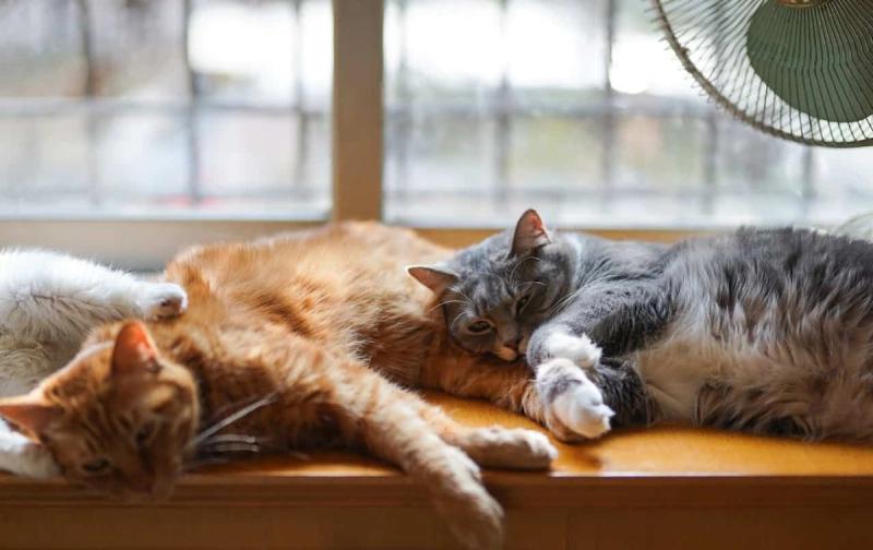 Können Babys und Kinder allergisch auf Katzen reagieren?