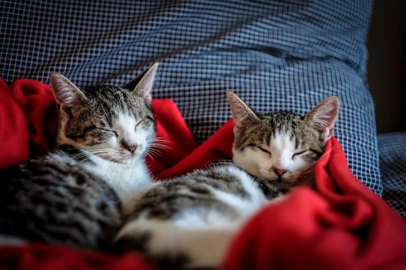 Kann sich eine Katzenallergie später entwickeln?