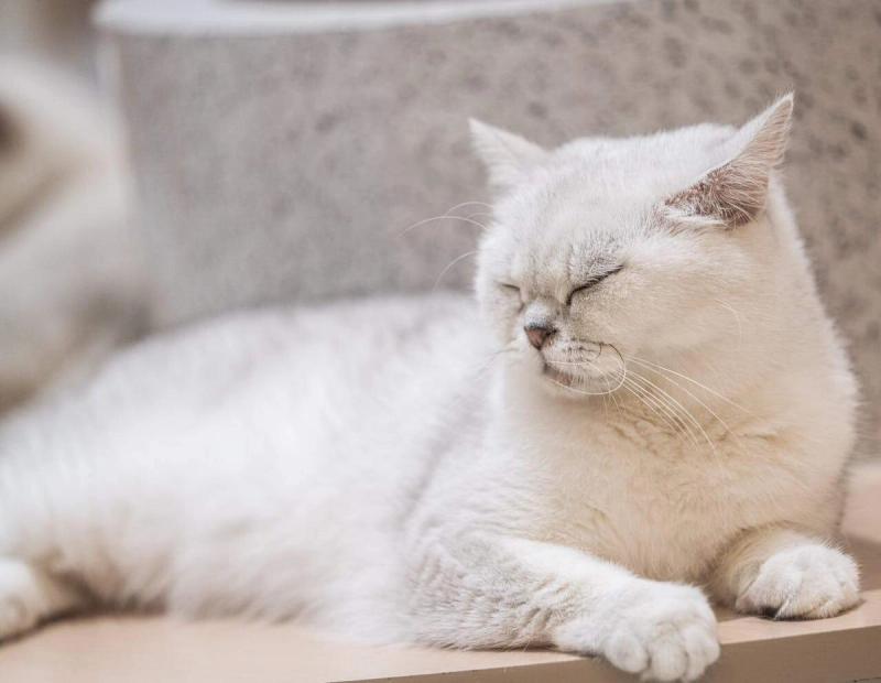 Puoi tenere un gatto se sei allergico?