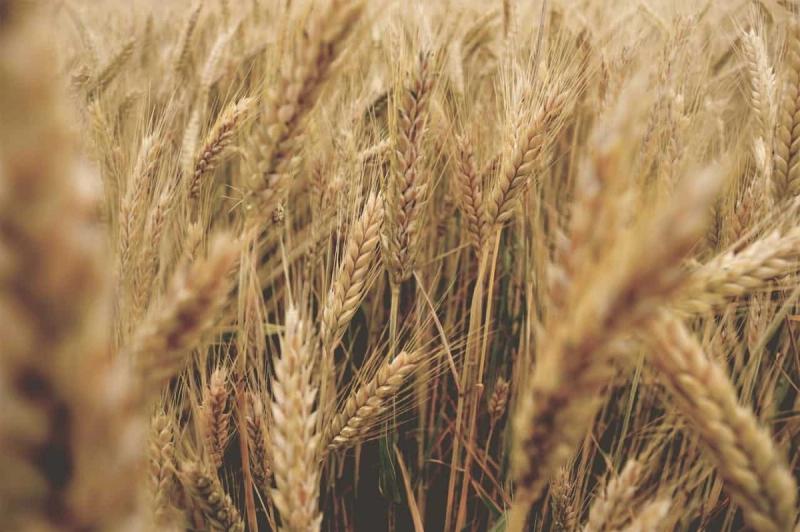 Peut-on devenir soudainement allergique au gluten?