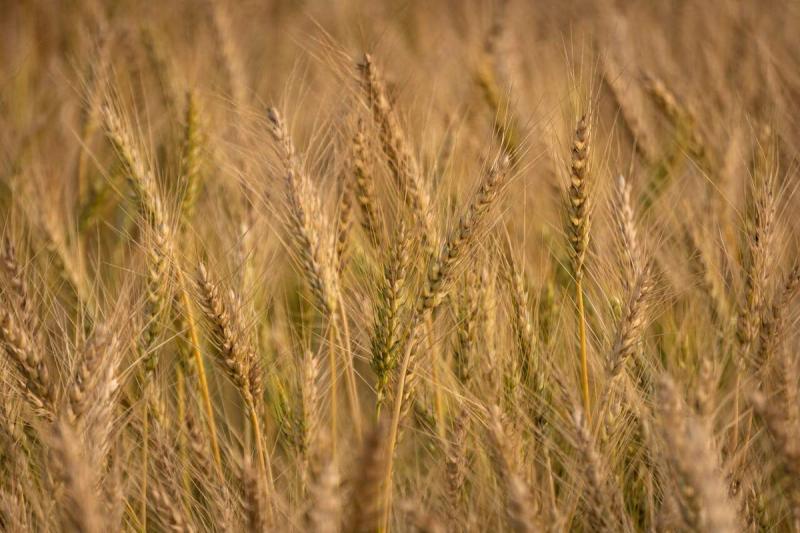 Hvad er forskellen på cøliaki og glutenintolerance?