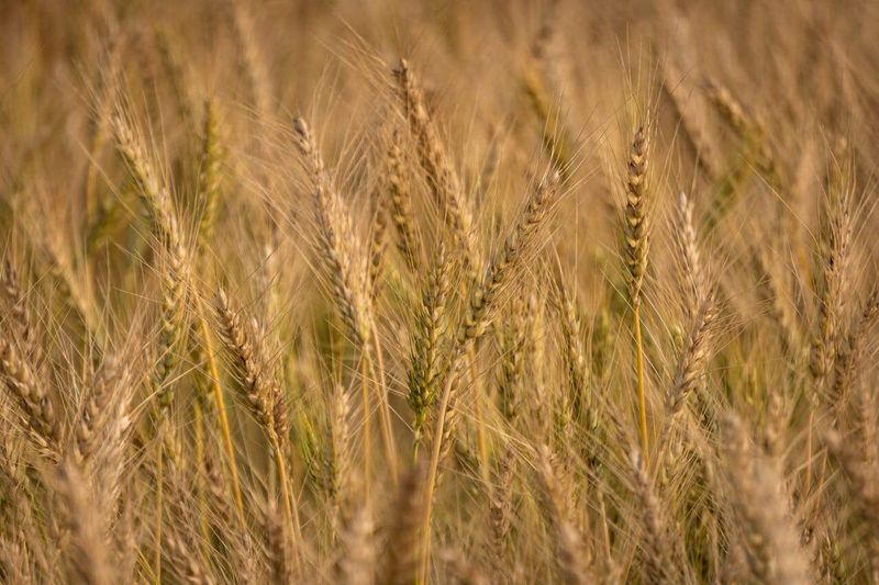 Hvad er forskellen på cøliaki og glutenintolerance?