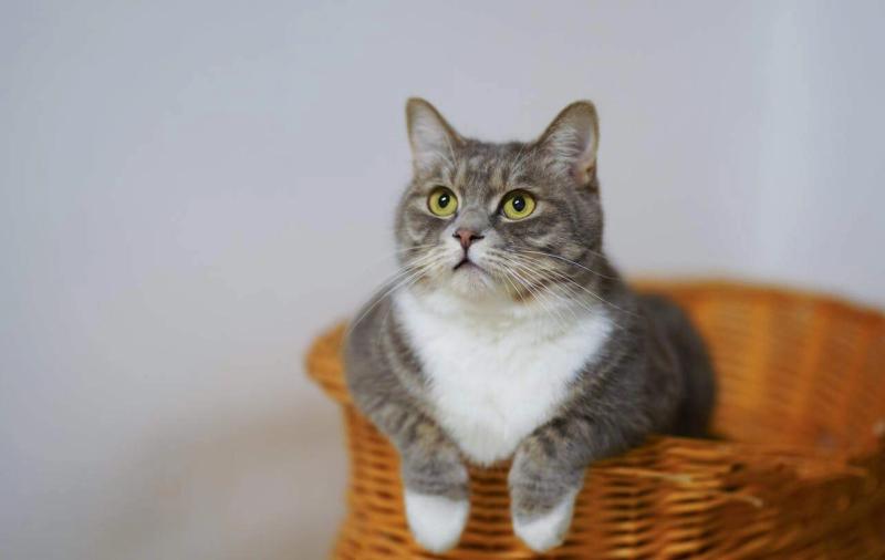 Wie können Sie testen, ob Sie allergisch gegen Katzen sind?