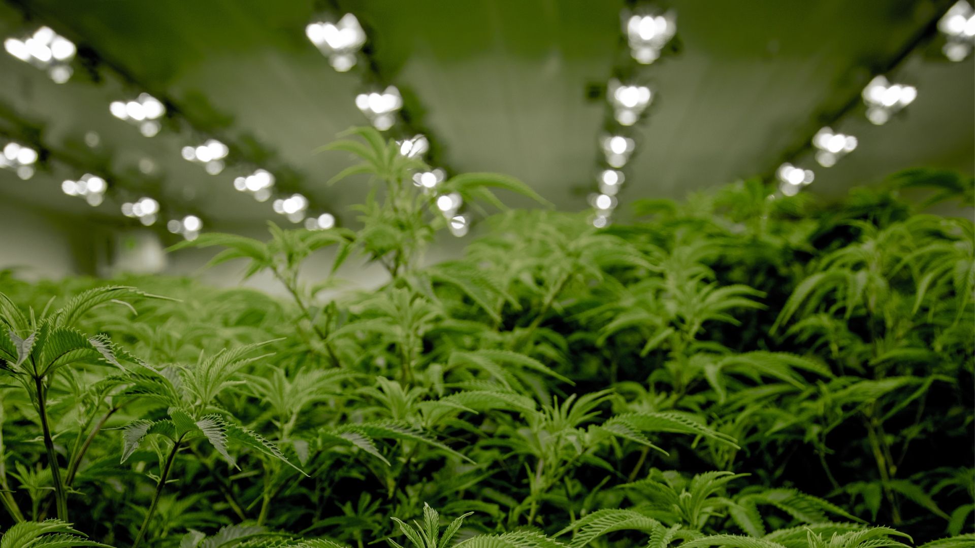 Close up view of cannabis plants in an industrial warehouse. 