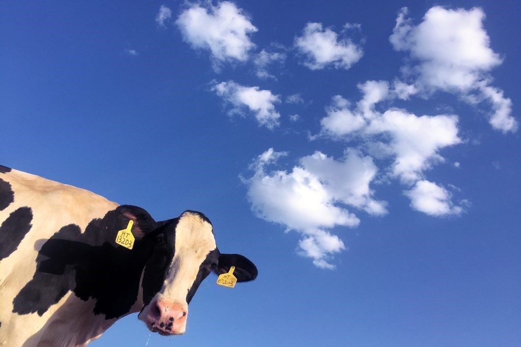 A black and white cow in front of a vibrant blue sky with a few clouds. 