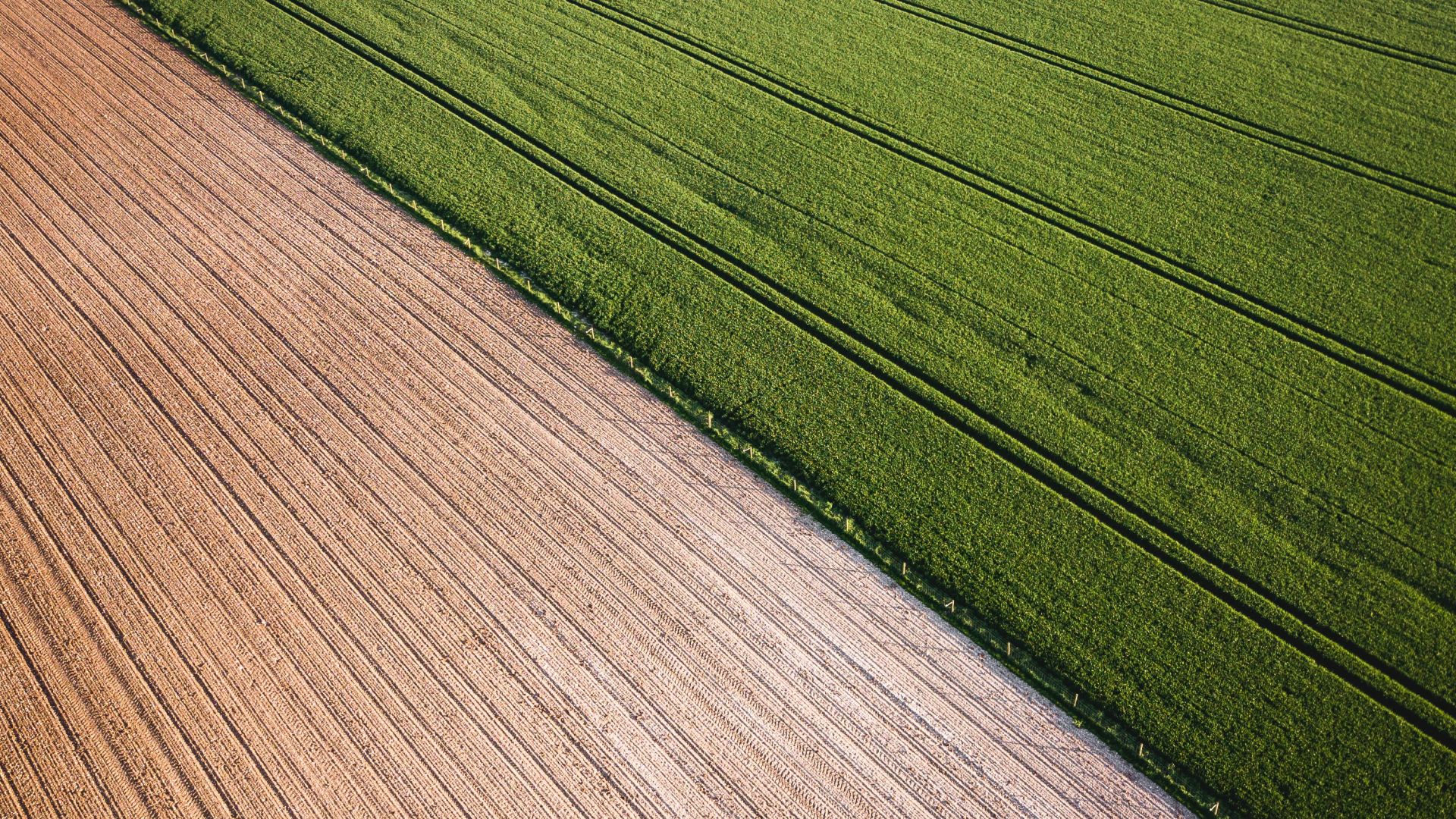 Overhead view of farmland, with half of the crop harvested and the other half a bright green. 