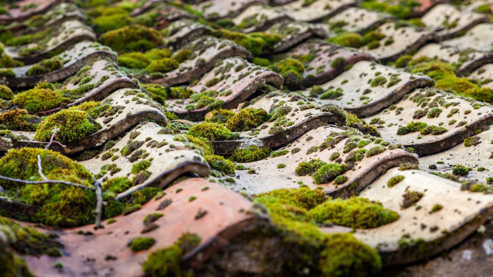 Completed roof restoration project by Roof Painting Plus — Understanding Roof Moss Treatment Before Tamworth's Wet Spring
