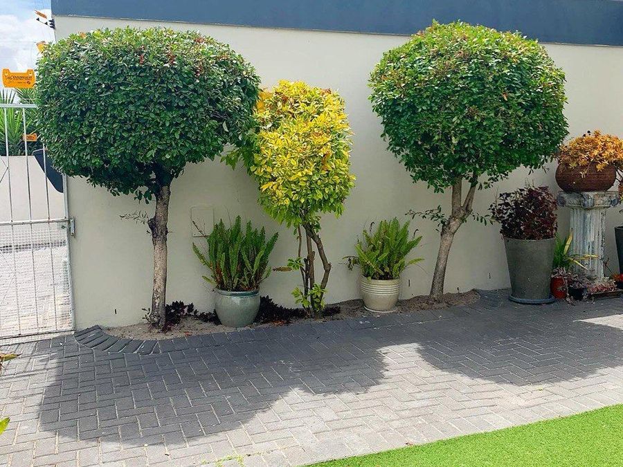 Modern Garden Tree Trimming and Shaping after