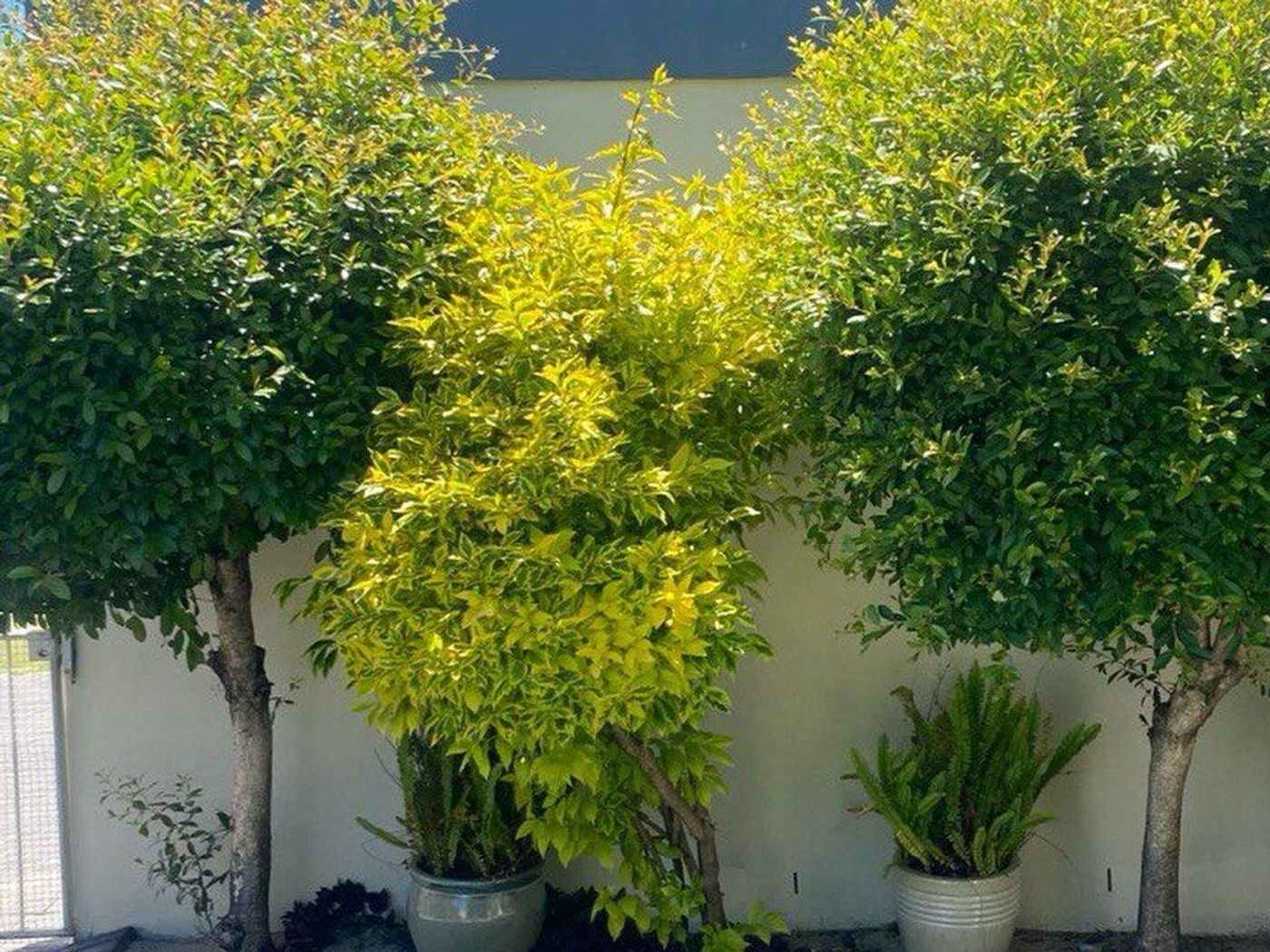 Modern Garden Tree Trimming and Shaping before renovation