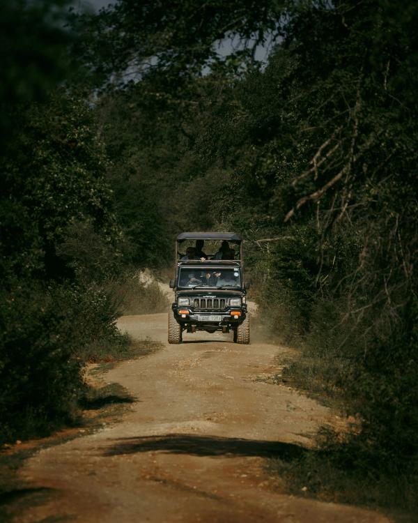 car in the forest