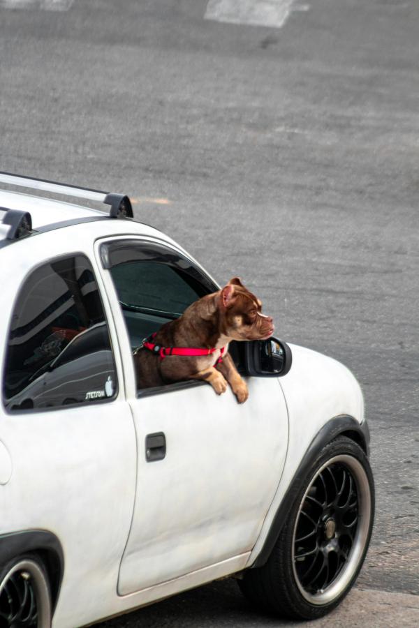 dog in the car
