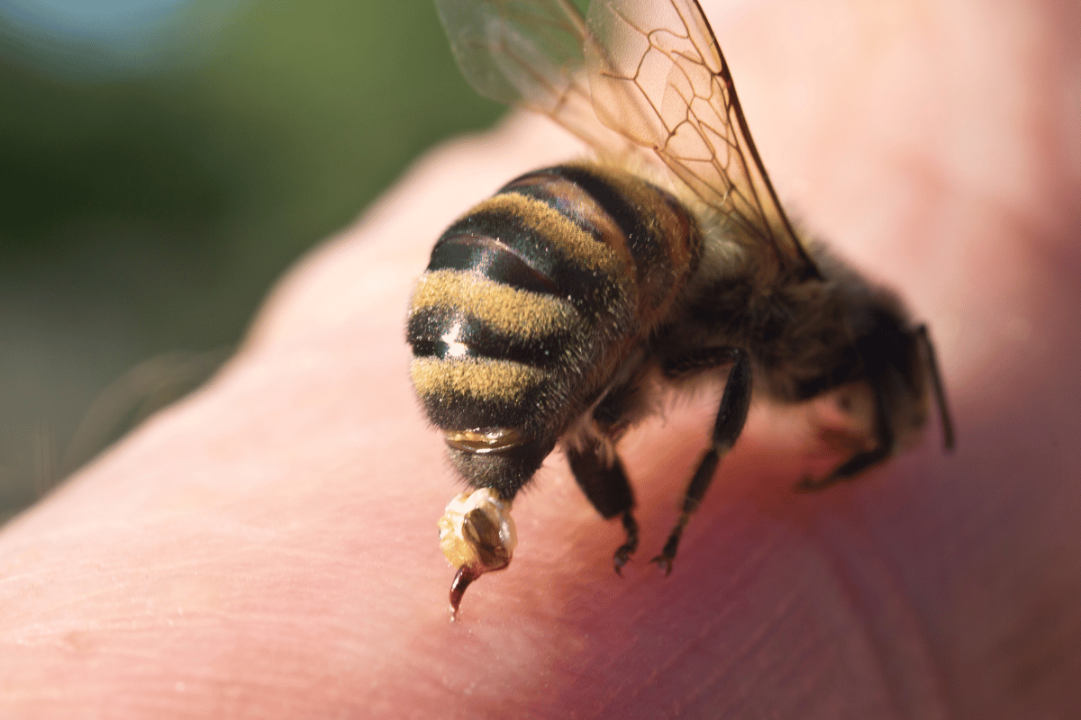 What Is Honey Bee Venom Therapy