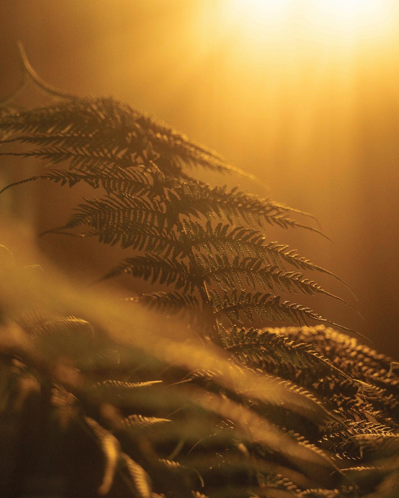 Close up of foliage illuminated by soft amber lighting.
