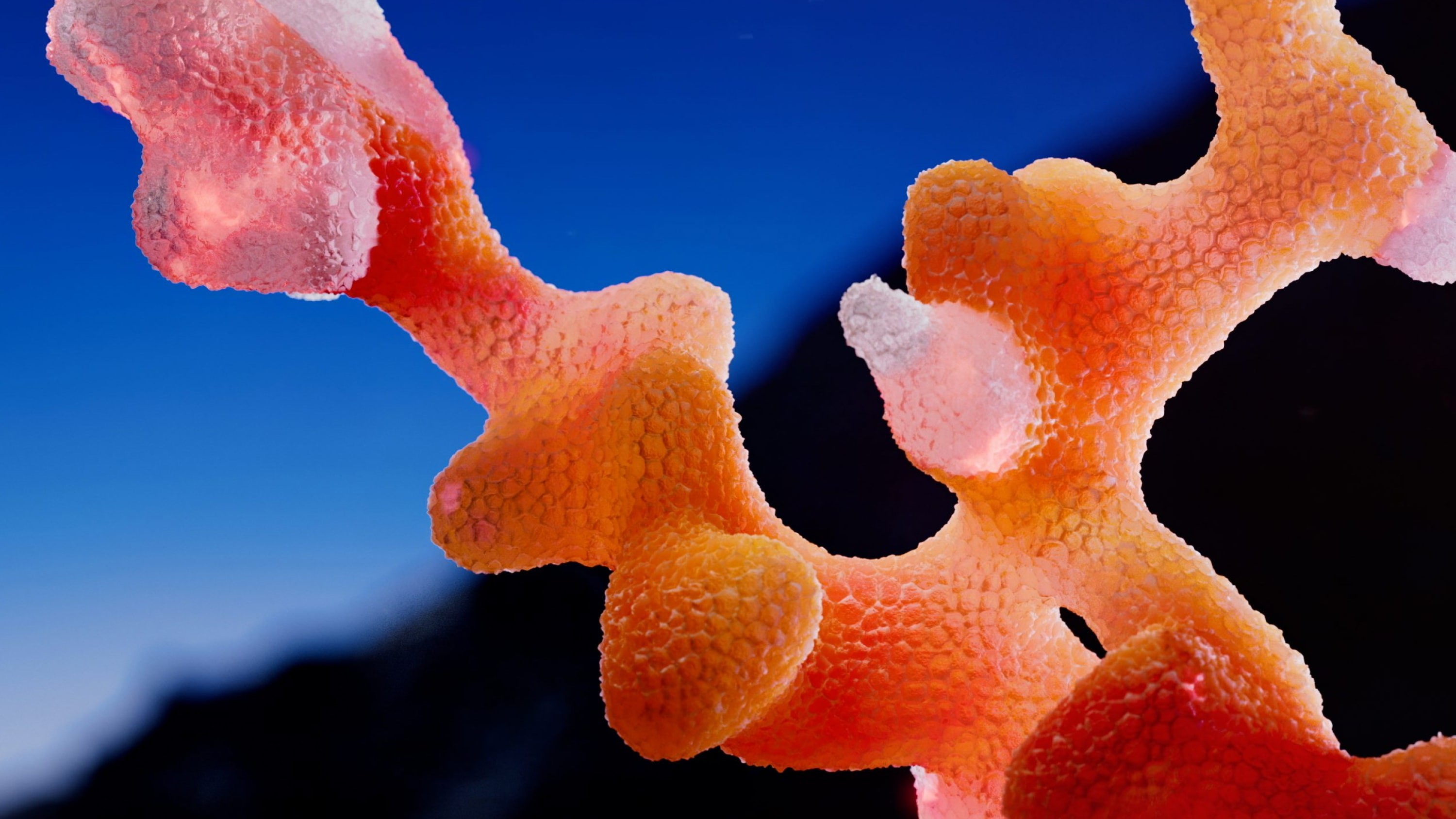 Close-up of coral.