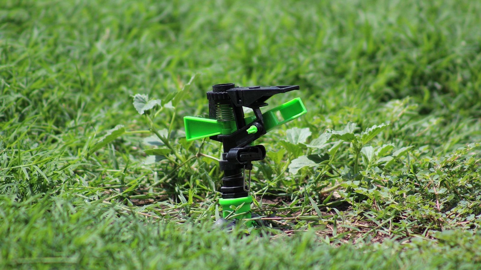 Residential lawn and irrigation area