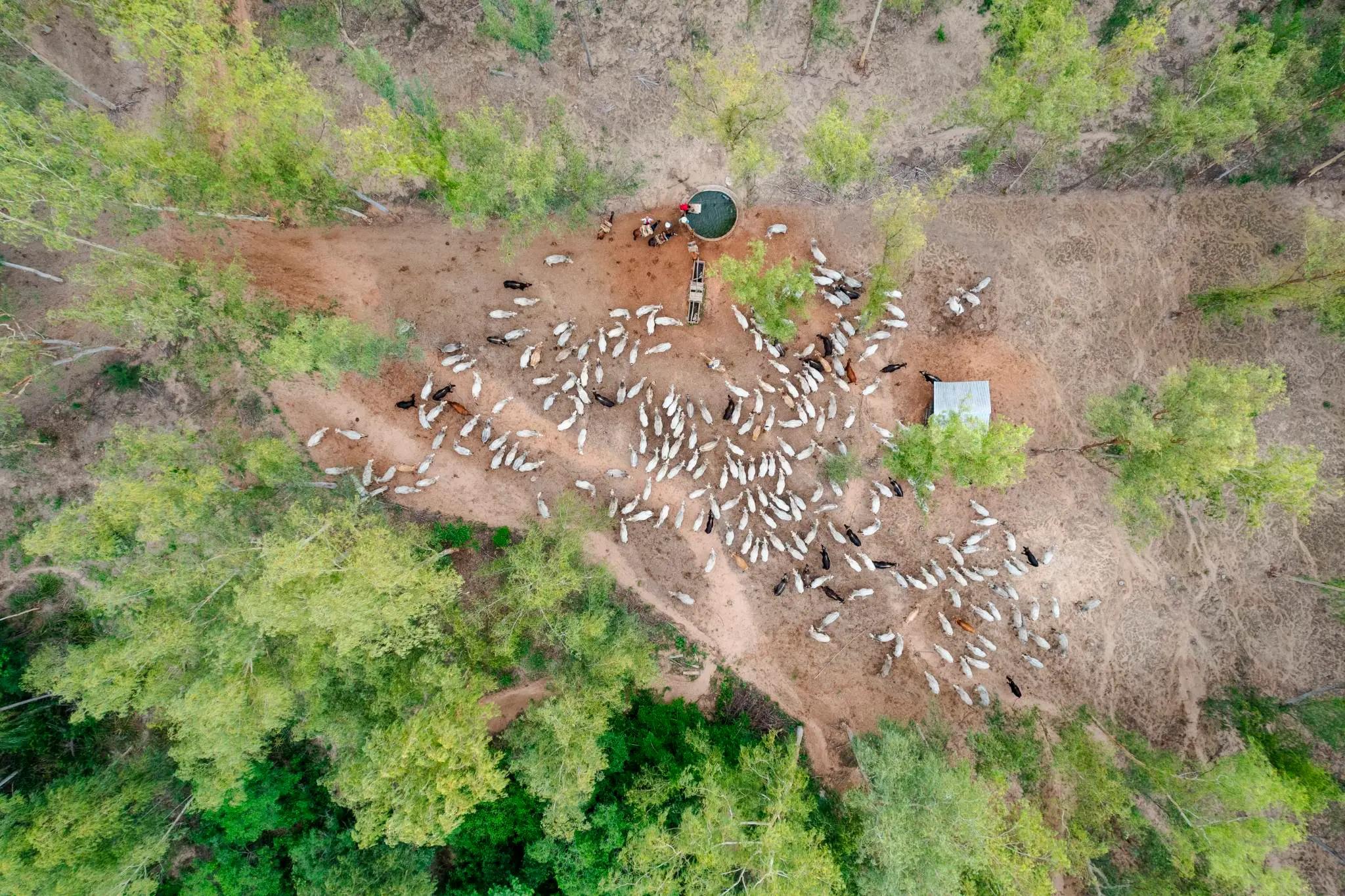 Forestal Rio Aquidaban - Birds view cattle in forest