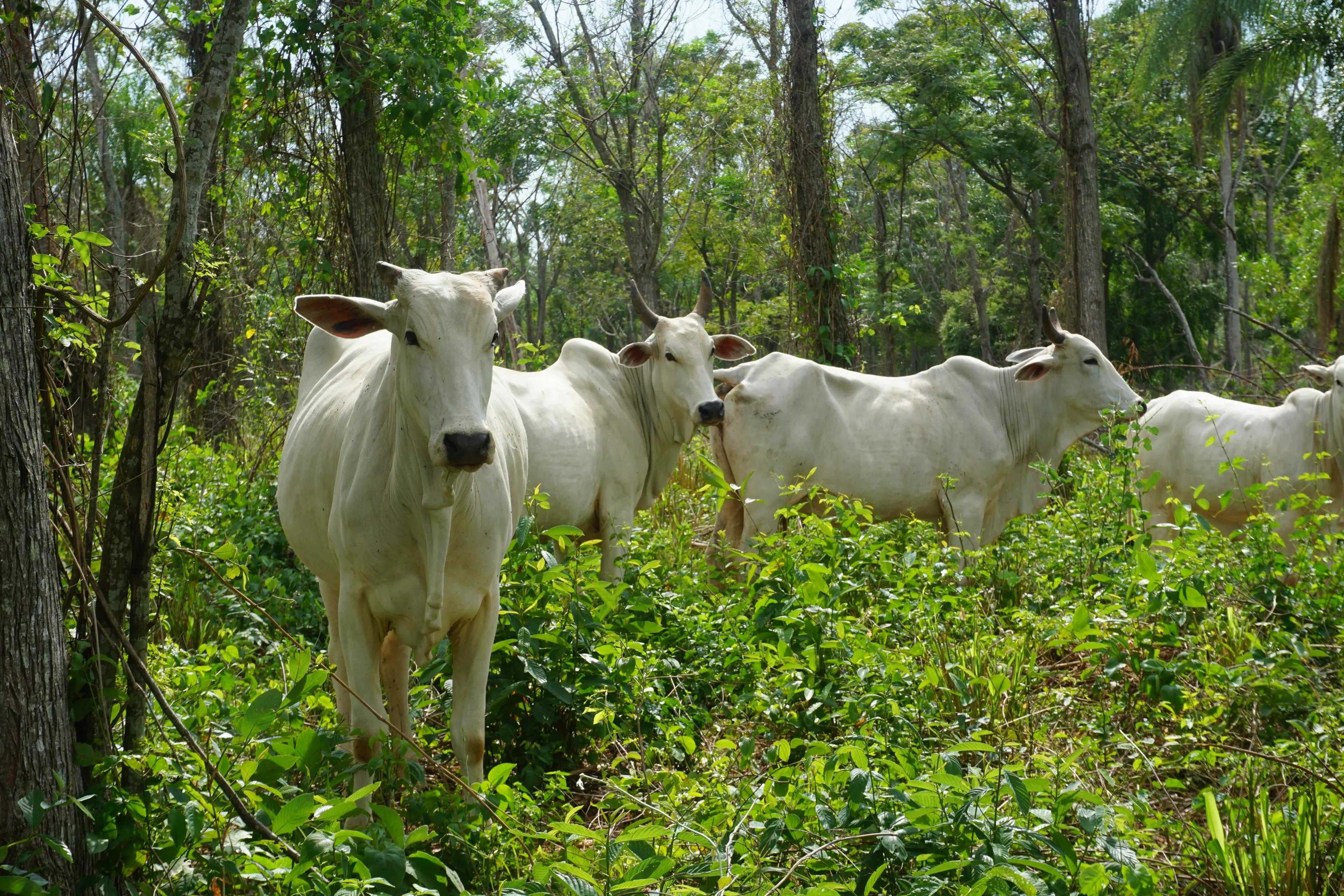 Forestal Rio Aquidaban - Cattle underneath the trees in the project area