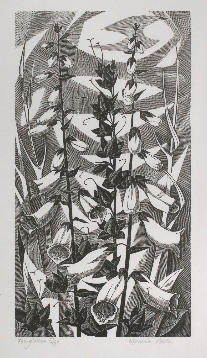 Foxgloves, c.1975