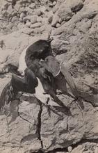 Dead seabird still life [P65]