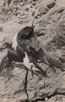 Dead seabird still life [P65]