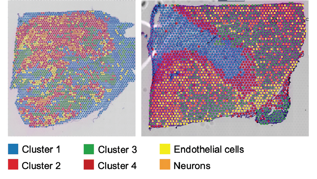 Single Cell and Spatial Sequencing | Ultima Genomics, Inc.