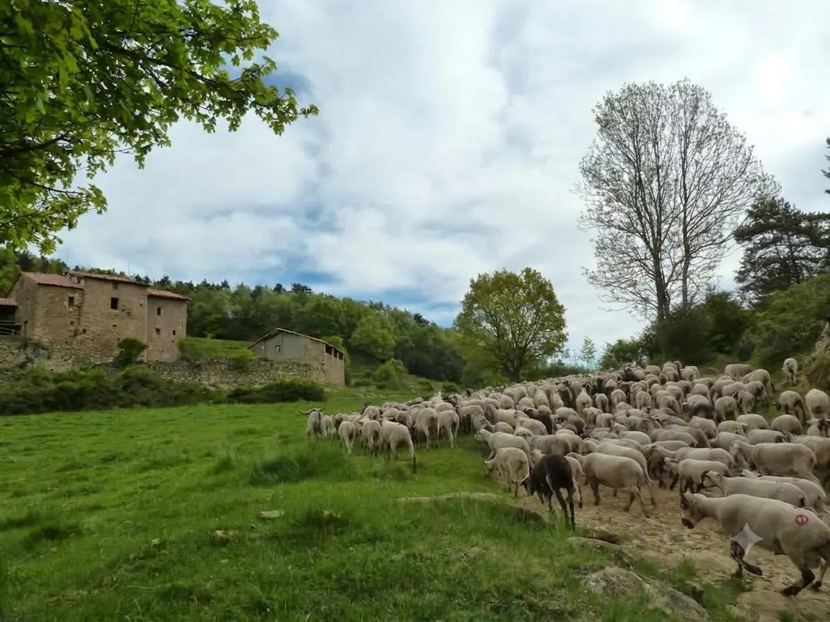 Camí ramader medieval