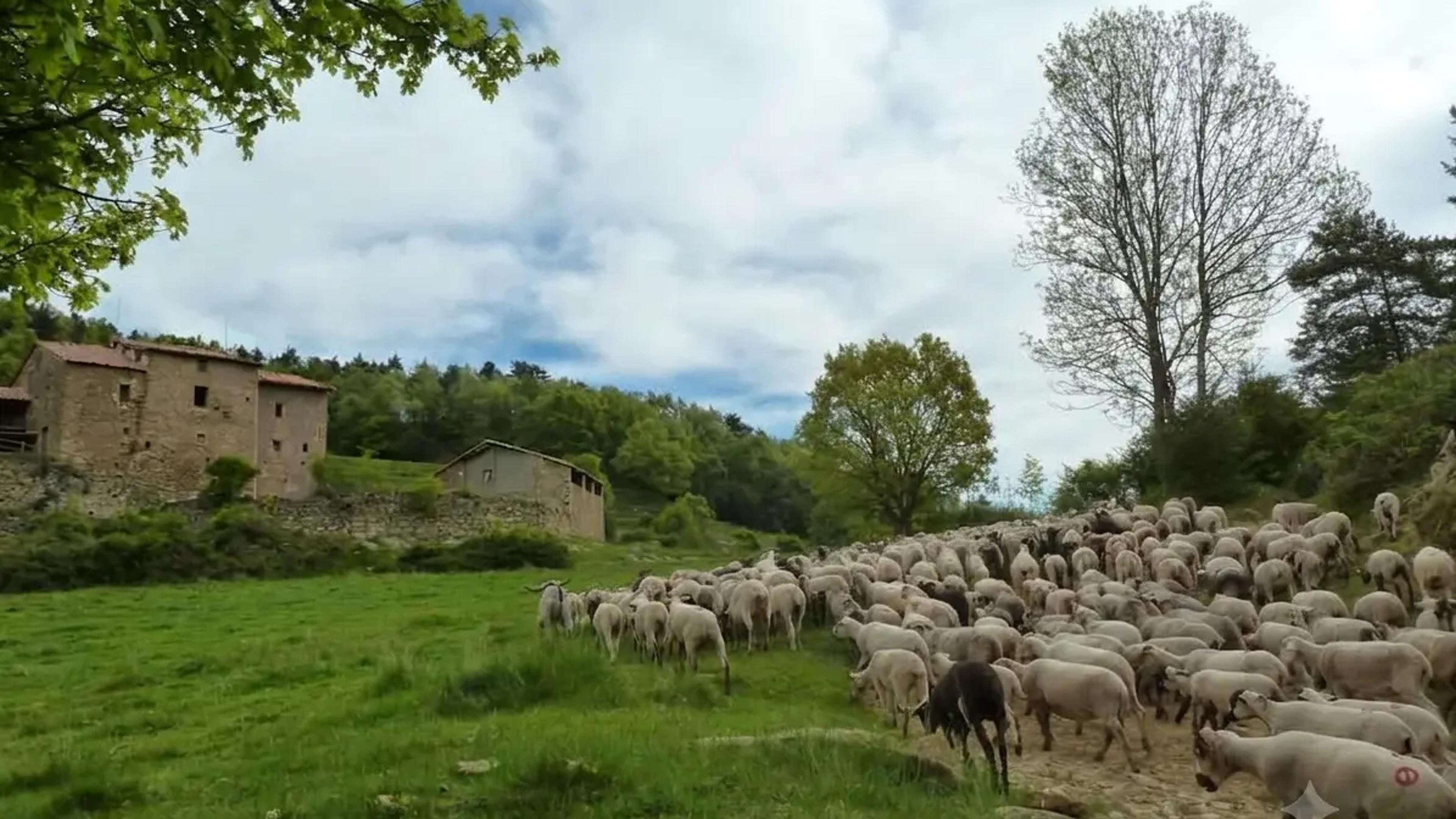 Camí ramader medieval