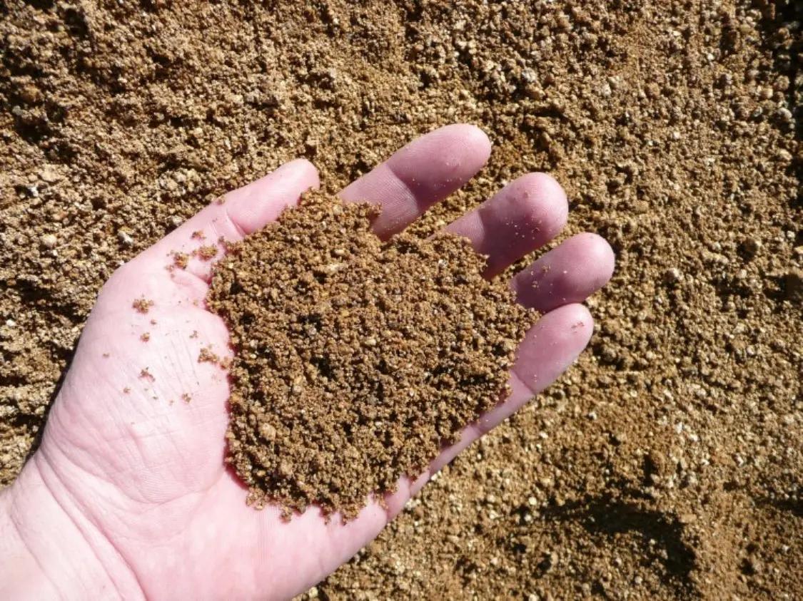 La Saldonera del camí d'Olost