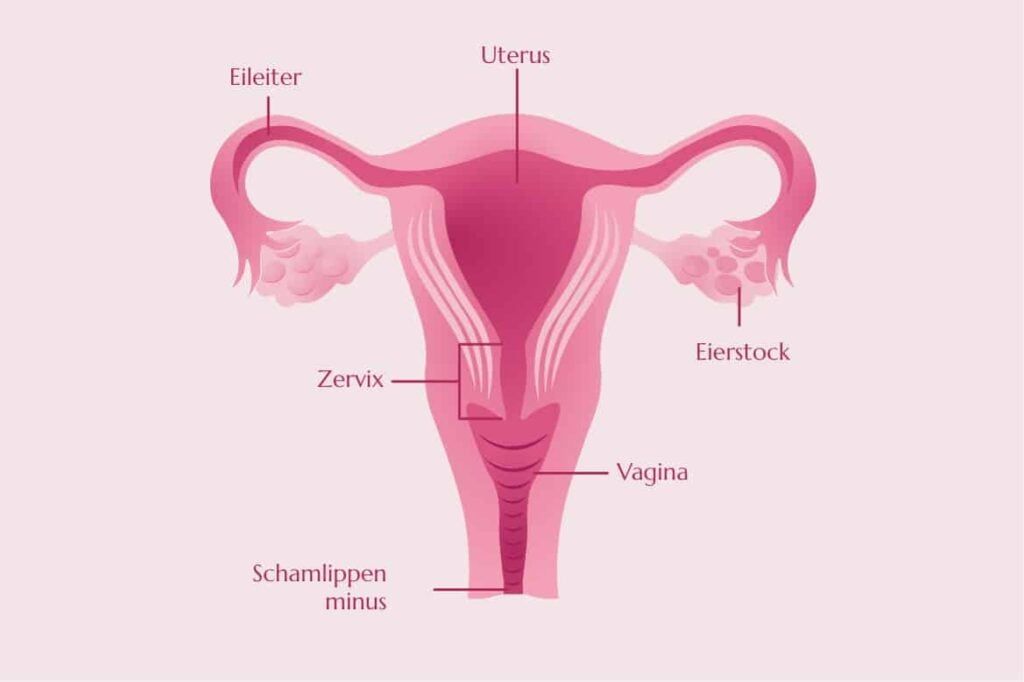 Anatomie Zervix