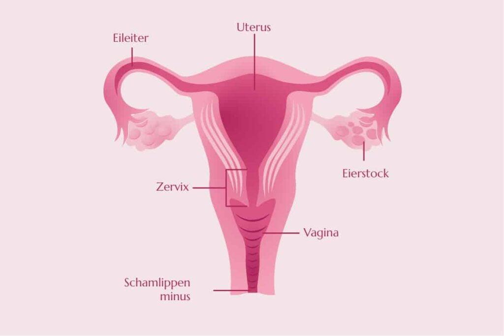 Anatomie Zervix