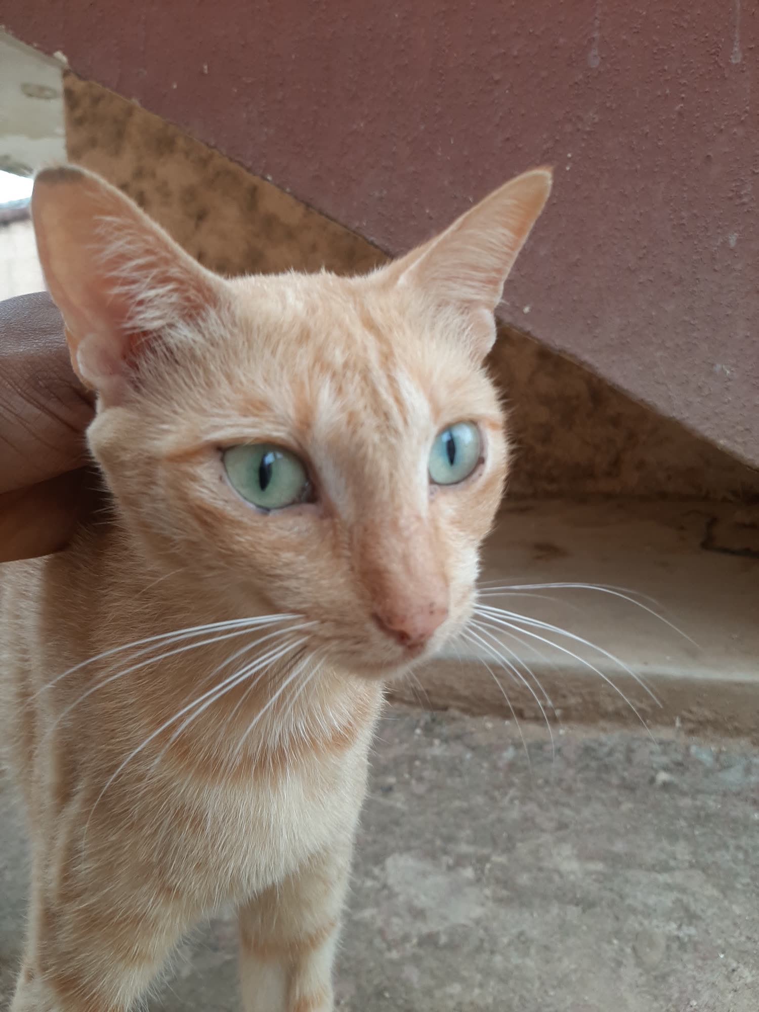 Cats of ABU — photograph