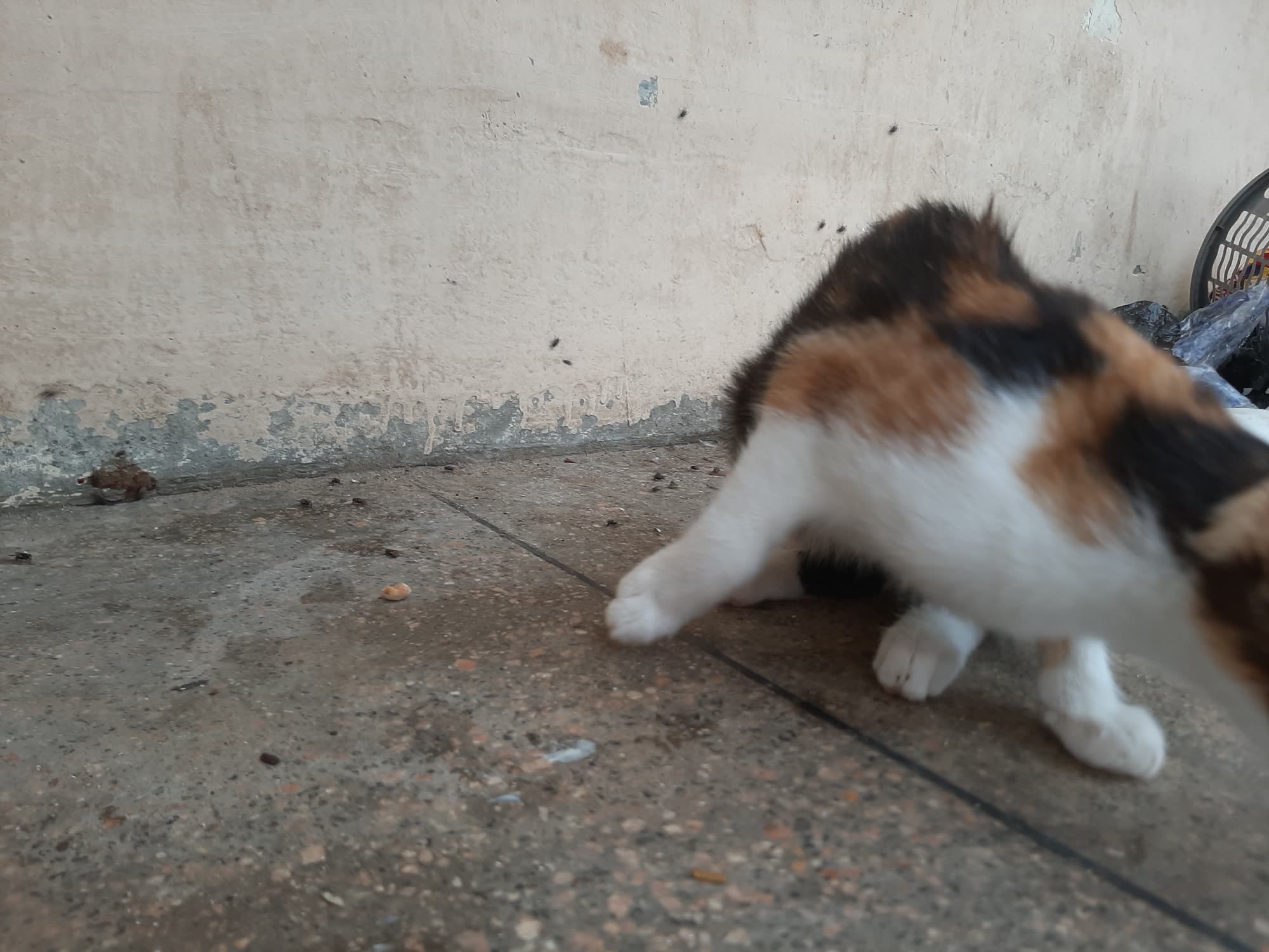 Hajiya, a cat looking for a home