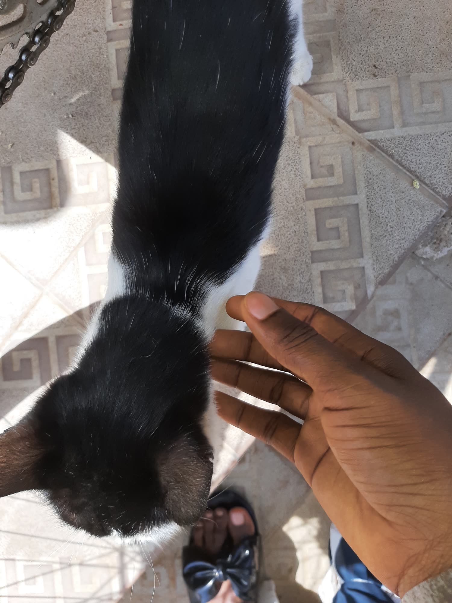 Bature, a cat who lives at Faculty of Veterinary Medicine