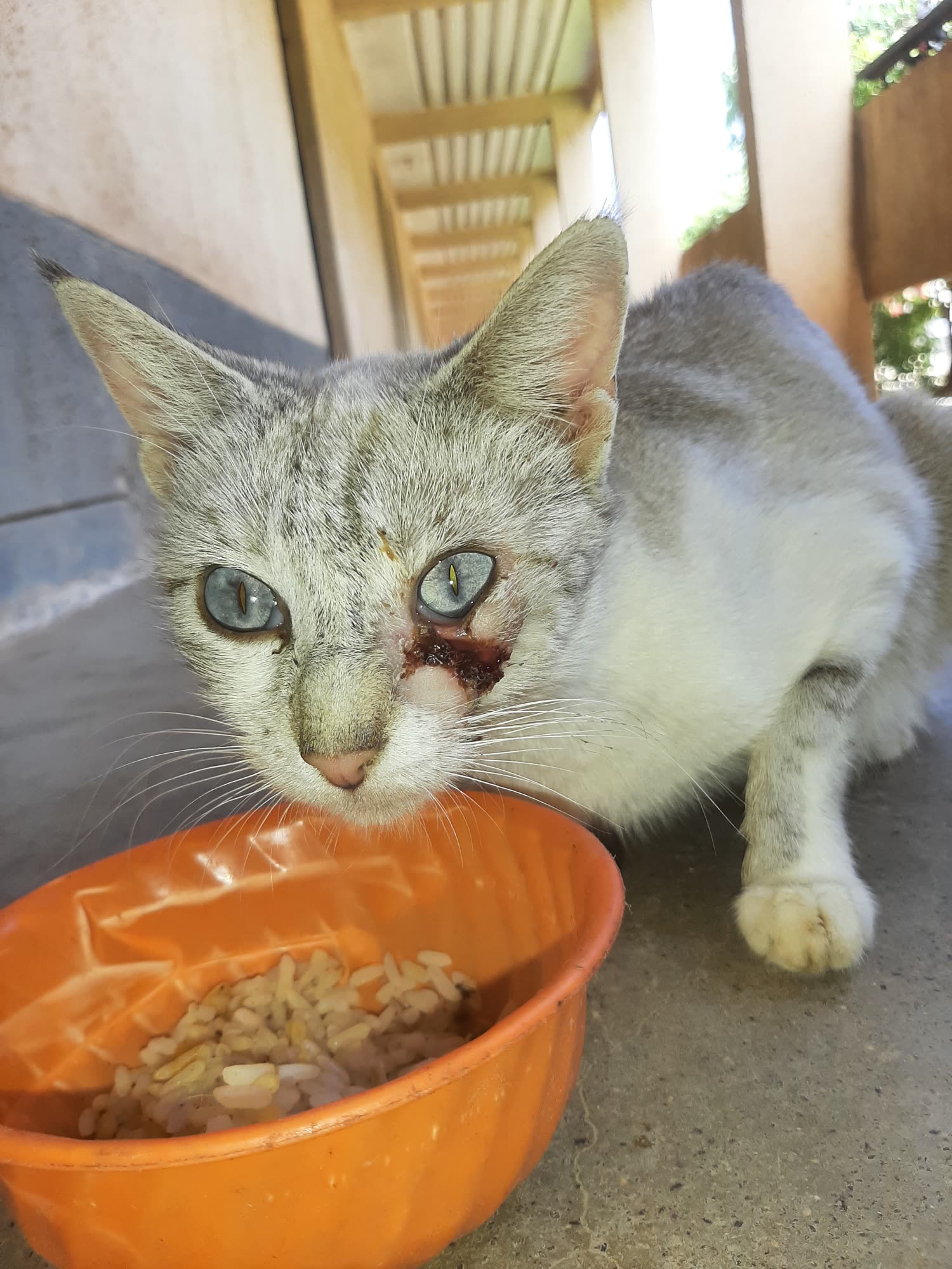 Goggo, a cat who lives at Near the ICSA gate