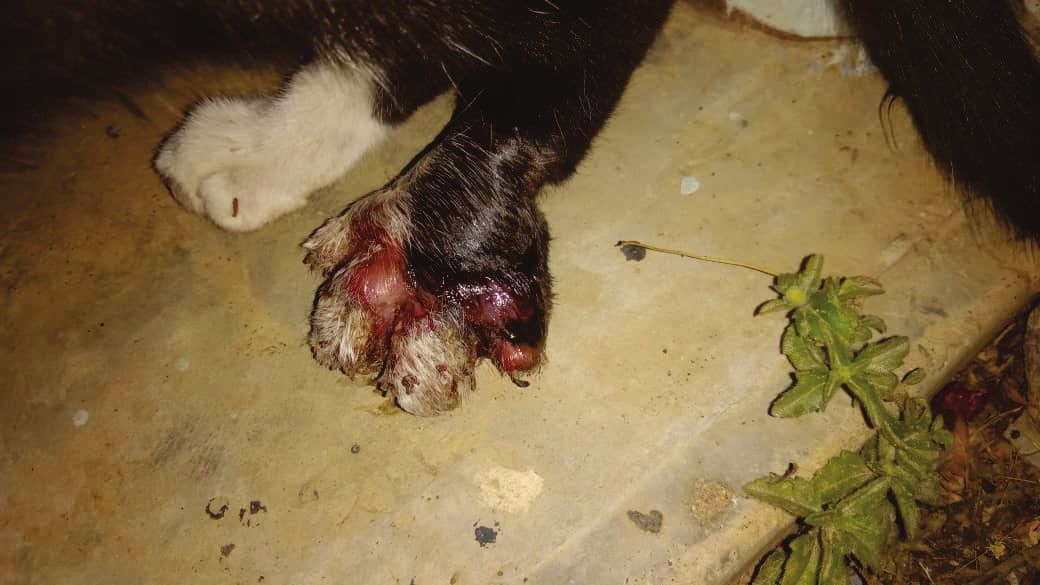 Musky’s injured left hind paw