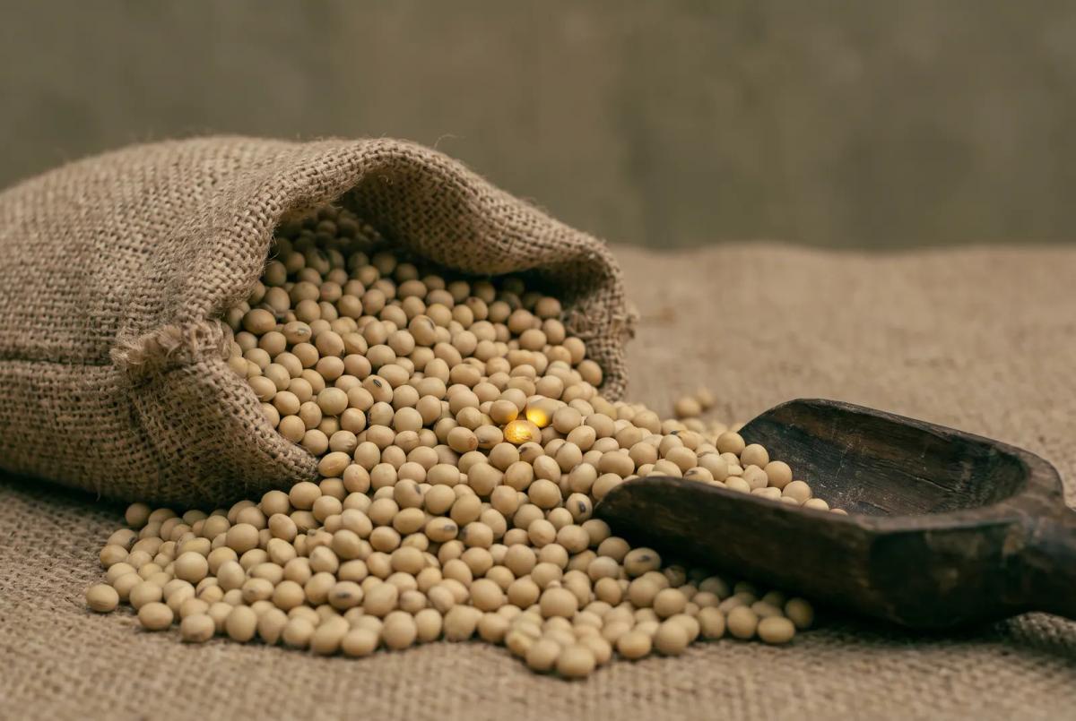 Soybeans spilling from an open jute sack onto jute cloth