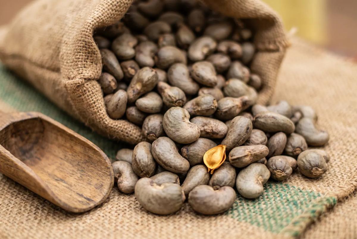 Cashew nuts spilling from an open jute sack onto jute cloth
