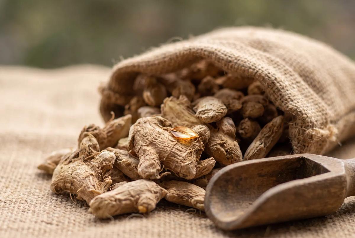 Ginger spilling from an open jute sack onto jute cloth